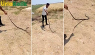 Bozova'da Hava Sıcaklığının Etkisiyle 6 Yılan Aynı Anda Ortaya Çıktı