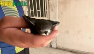 Besni'de yaralı Ebabil kuşu doğaya bırakıldı, genç duyarlı davrandı.