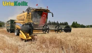 Şanlıurfa'da Buğday Hasadı Hız Kesmeden Sürüyor