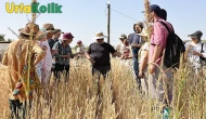 Şanlıurfa'da "Slow Wheat Şanlıurfa 2025" etkinliği başladı: "Her adımda bir asır, her asırda bir sır"!