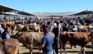Türkiye'de Şap Hastalığıyla Mücadele İçin Seferberlik Başlatıldı