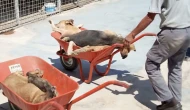 Manisa Alaşehir’de Sokak Köpekleri Barınakta Öldürülüp Çöpe Atıldı