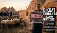 Harran’da Hayvan Hırsızlığı: 15 Günde İkinci Vaka