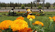 Büyükşehir Kendi Serasında Üretti, Şehrin Dört Bir Yanını Çiçeklerle Donattı