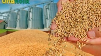 Şanlıurfa'da Gerçekleşen Buğday İhalesi Rekor Fiyatla Tamamlandı: Tonu 14.350 TL'ye Alıcı Buldu