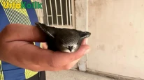 Besni'de yaralı Ebabil kuşu doğaya bırakıldı, genç duyarlı davrandı.