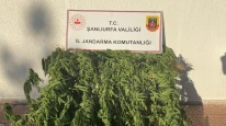 Jandarmadan Uyuşturucu Operasyonu