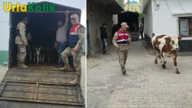 Şanlıurfa Jandarması, Hilvan ve Birecik’te Kaybolan 26 Hayvanı Kırsalda Buldu