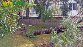 Şanlıurfa'da Etkili Fırtına Sonucu Ağaçlar Devrildi
