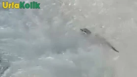 Kolbaşı Deresi'nde Endere Rastlanan Bir Canlı: Su Samuru Sürprizi!