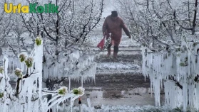 Tarım Alanlarında Felaket: Soğuk Hava Dalgası Çiftçileri Vurdu!