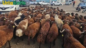 Şanlıurfa'da Kurban Bayramı için Kesimlik Hayvan Fiyatları Netleşti
