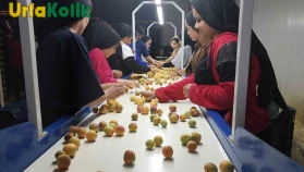Kayısı Mahsulünde Verim Artışıyla Birlikte İhracat Hareketlendi