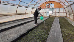 Büyükşehir Seralarında 400 Bin Yazlık Çiçek Üretiliyor