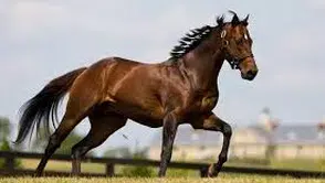 Şanlıurfa'fa Tarlada  Kesilmiş At Başı Bulundu