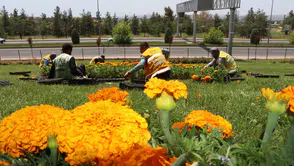 Büyükşehir Kendi Serasında Üretti, Şehrin Dört Bir Yanını Çiçeklerle Donattı