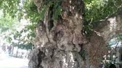 Şanlıurfa’nın En Eski Ağaçları ve Doğa Harikaları