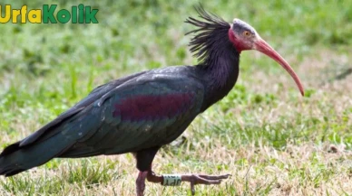 Kelaynak