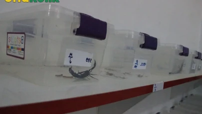 Şanlıurfa'nın Lezzeti Dünya Pazarlarında Fırtına Estiriyor: 10 Bin Dolara Kadar İhracat Yapılıyor