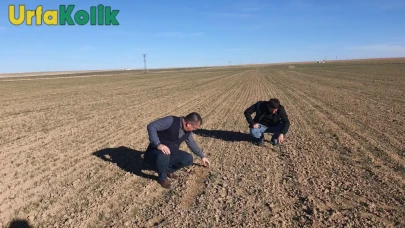 Şanlıurfa'da beklenen yağış gelmedi: Çiftçiler kuraklık endişesi yaşıyor.
