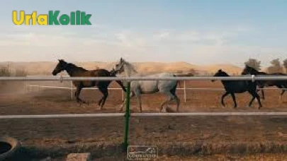 Şanlıurfa’daki Binicilik Kulüpleri: Atlarla Doğayla İç İçe Bir Deneyim
