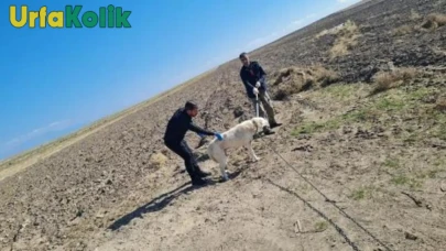 Şanlıurfa'da Kuduz Aşısı Kampanyası Başlatıldı: