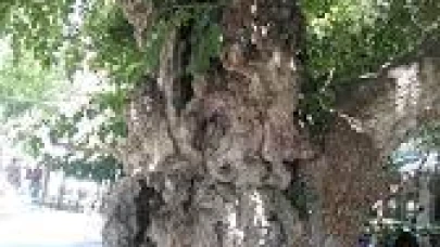 Şanlıurfa’nın En Eski Ağaçları ve Doğa Harikaları