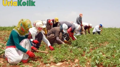 Şanlıurfa'da Mevsimlik Tarım İşçilerine Pestisit Kullanımının Riskleri Masaya Yatırıldı