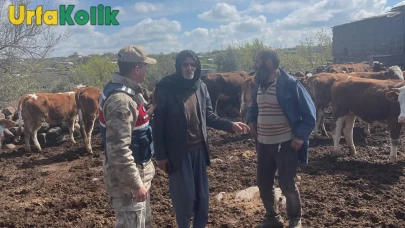 Jandarmanın Çabasıyla Çalınan 13 İnek Sahibine Geri Verildi.