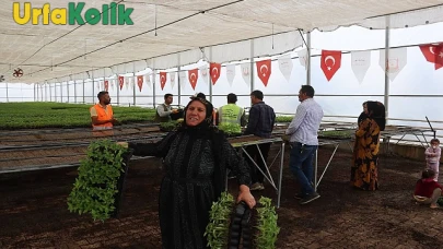 Urfa'da Binlerce Çiftçiye Ücretsiz Urfa Biberi Fidesi Dağıtıldı!