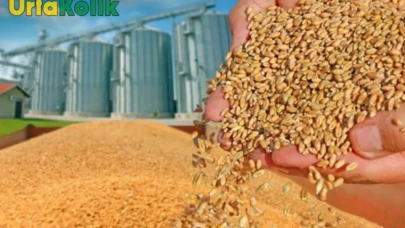 Şanlıurfa'da Gerçekleşen Buğday İhalesi Rekor Fiyatla Tamamlandı: Tonu 14.350 TL'ye Alıcı Buldu