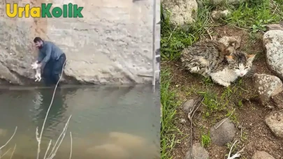 Siverek'te bir kişi, mahalledeki dere kenarında mahsur kalan kediyi kahramanca kurtardı! Büyük sevinç yaşandı.