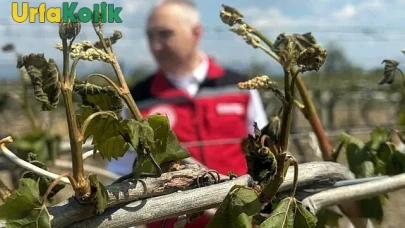 Şanlıurfa'da Soğuk Hava Dalgası Çiftçileri Vurdu!