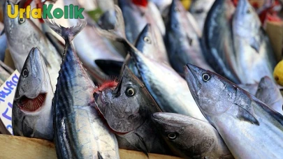 Palamut Balığı Bolca Avlanıyor! Denizlerde Başlayan Bolluk, Balıkçıları Memnun Ediyor