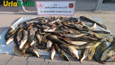 Hilvan'da Kaçak Balık Operasyonunda Büyük Darbe: Kaçak Avlar Ele Geçirildi