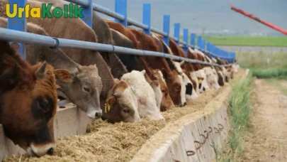 Kurban Bayramı'na Kaç Gün Kaldı? Kurbanlık Fiyatları Merak Konusu!