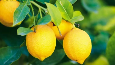Limon İhracatında Getirilen Kısıtlamalar Çiftçileri Zor Durumda Bırakıyor