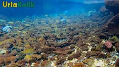 Karacadağ Eteklerindeki Sönmüş Yanardağda Üç Farklı Tür Balık Keşfedildi!