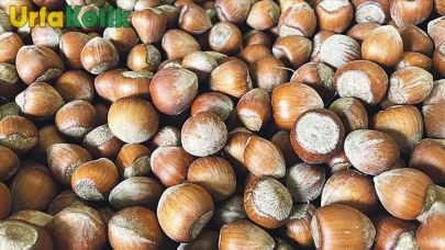 Fındık Üreticileri Stok Sorunuyla Karşı Karşıya: Yeni Sezonda Rekolte Beklentileri Önemli!