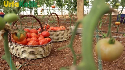 Büyükşehir Belediyesi'nin Sebze Üretimi ile Hem Sofralara Hem Ekonomiye Destek Oluyor