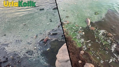 Viranşehir'deki Göletteki Balık Ölümleri Endişe Yaratıyor