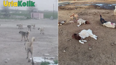 Gözlek Mahallesi'nde Sokak Köpeklerinin Saldırısında 25 Kuzu Öldü.