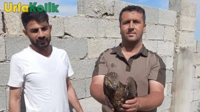Bozova'da Yaralı Kızıl Şahin Kurtarıldı ve Veteriner Gözetimine Alındı