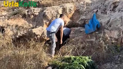 Şanlıurfa'da Polis Ekiplerinden Büyük Uyuşturucu Baskını!