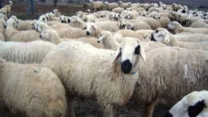 Sokakta Kurban Kesene Rekor Ceza Geliyor