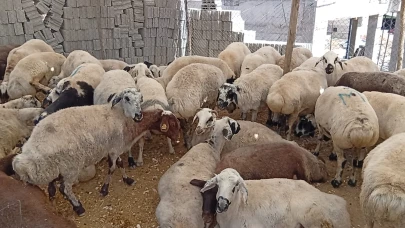 Şanlıurfa'da Kuraklık Kurban Pazarını Vurdu: Alıcı Yok, Pazarlar Boş Kaldı