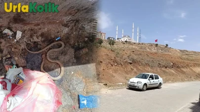 Şanlıurfa Güzelşehir Mahallesi'nde Yılan Paniği! Mahalle sakinleri korku dolu anlar yaşadı.
