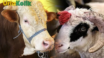 Şanlıurfa'da Kurban Bayramı için Belirlenen Satış ve Kesim Alanları Açıklandı!