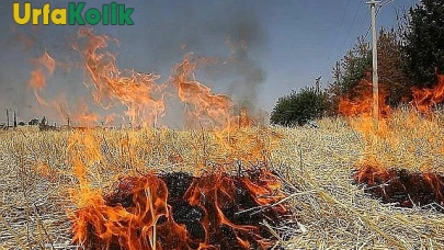 Şanlıurfa'da Ot Yangınları Kontrolden Çıktı: İtfaiyeden Acil Müdahale İstendi