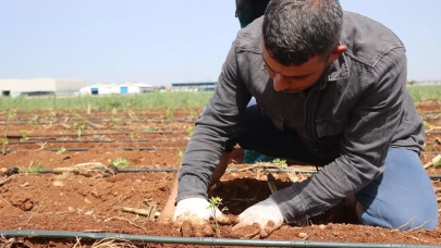 Şanlıurfa Büyükşehir Belediyesi, Ata Tohumlarını Toprakla Buluşturdu